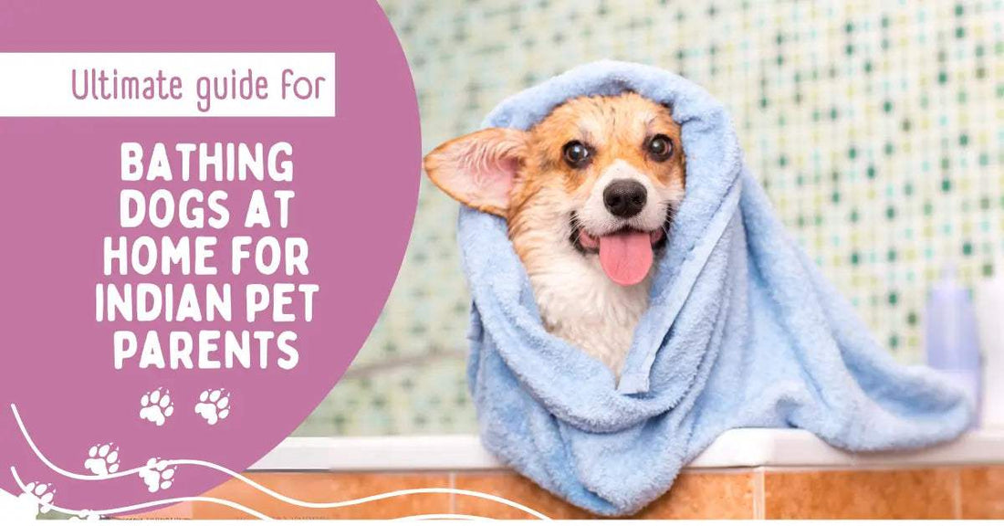 How to Give Your Dog a Bath at Home: A Simple Guide for Indian Pet Parents - MaePaws