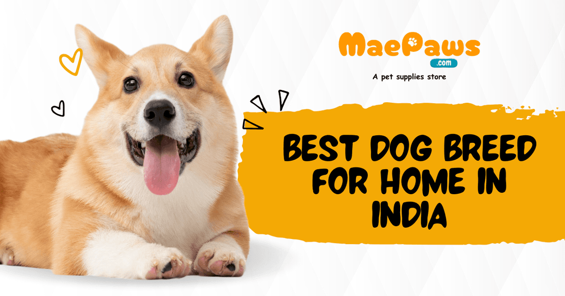 Best Dog Breeds for Home in India for 2025 - MaePaws