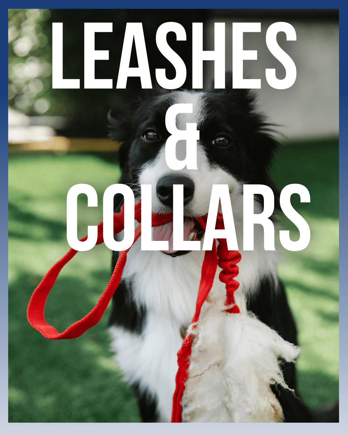 Leashes and Collars - MaePaws