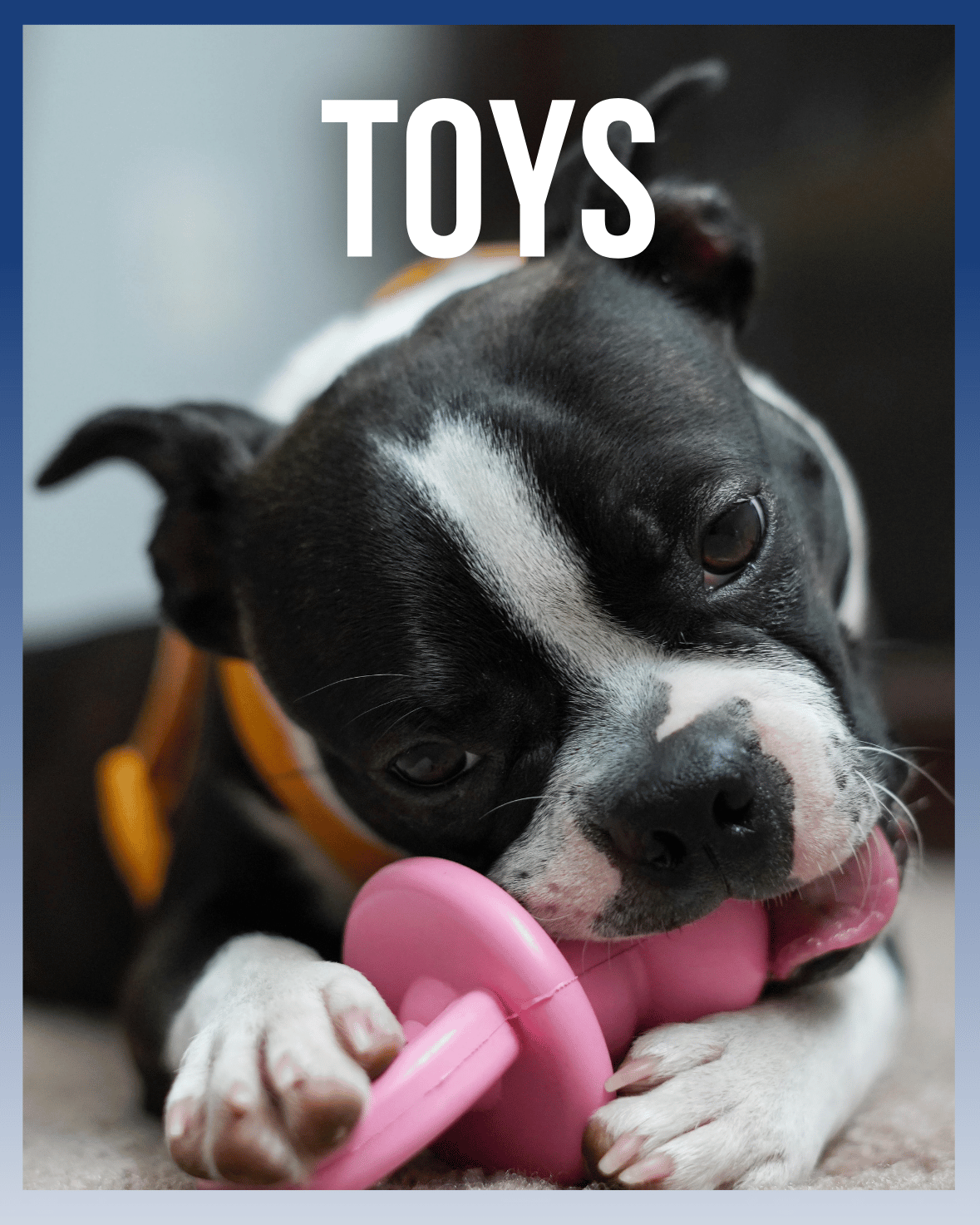 Toys for pet - MaePaws