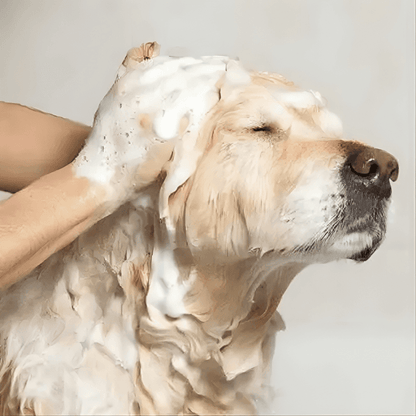 Breedo Dog & Cat Grooming Combo – Anti-Itch Shampoo & Gloves (Combo) - MaePaws