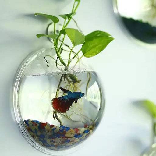 Wall-Mounted Fish Bowl with Free Pebbles - MaePaws